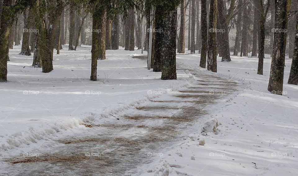 Winter park, pines and road, nature.

￼

￼