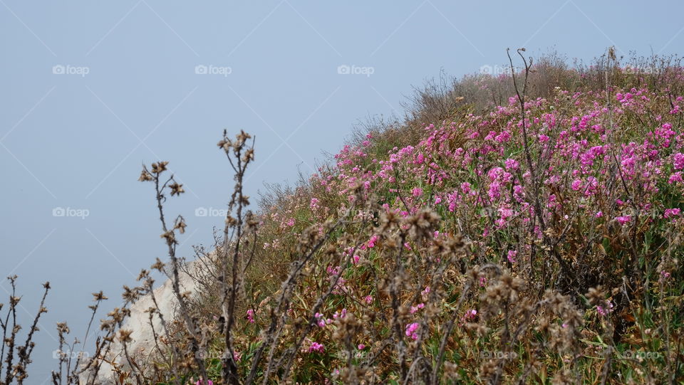 Wild pink sweet pea growing on a Mendocino hill