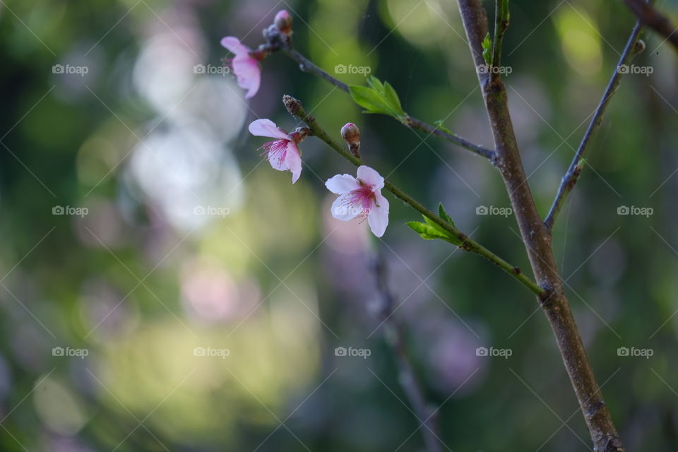 Flower, Nature, No Person, Tree, Flora