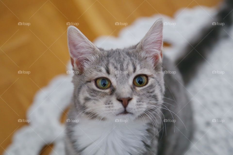 Kitten looking into the camera