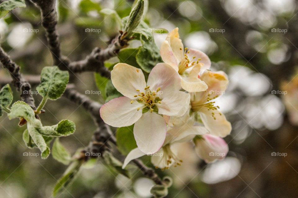 Close up of a beautiful white cherry blossom in spring 