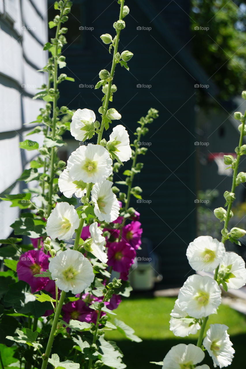 Hollyhocks are happy :) 