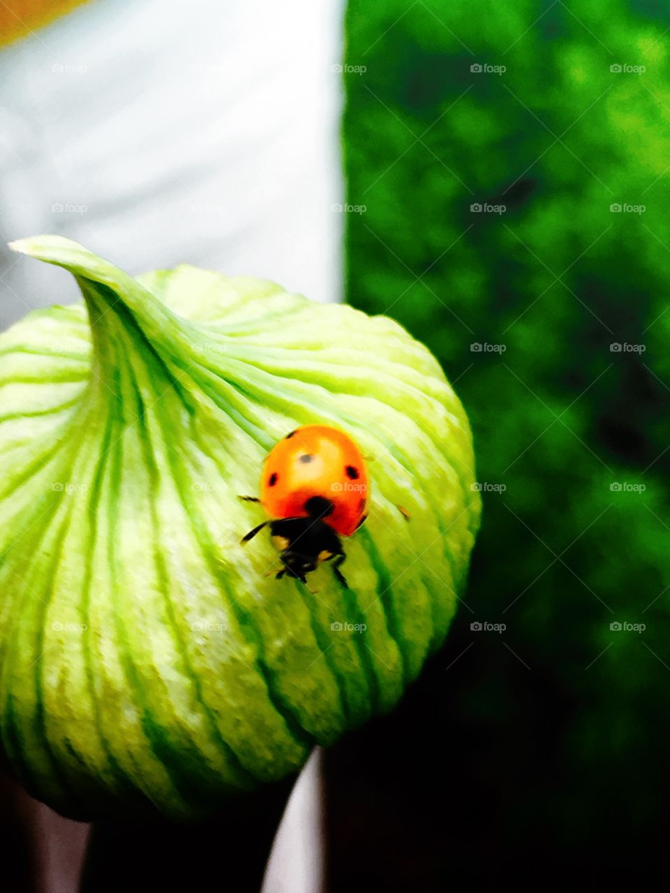 Ladybug 