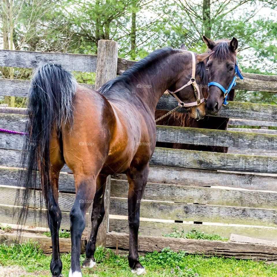 Portrait of two horse