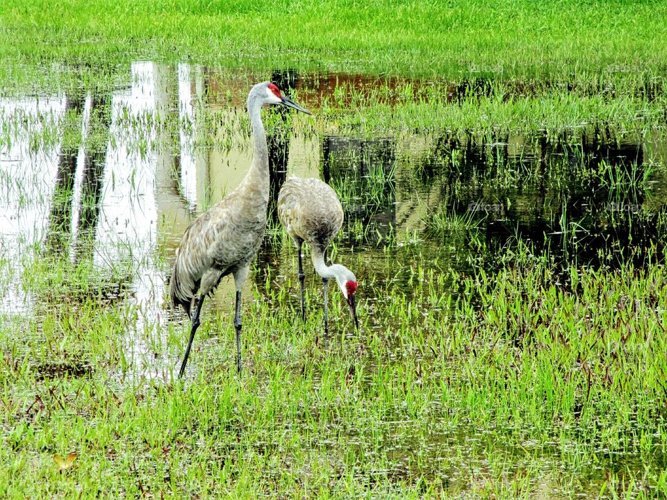 Pair of Sandhill Cranes. Pair of Sandhill Cranes feeding in flooded grassy lawn