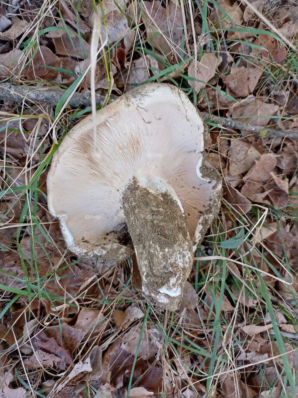 mushroom
