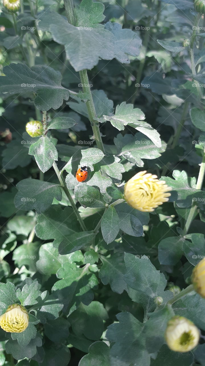 The autumn daylight red ladybug on garden flowers yellow color