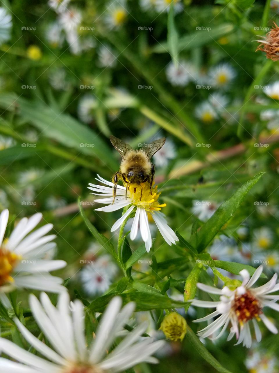 a honey bee hard at work