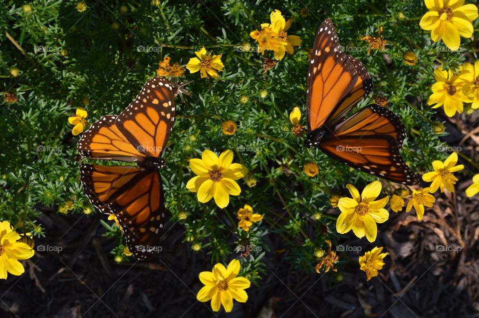 Beautiful Butterflies 