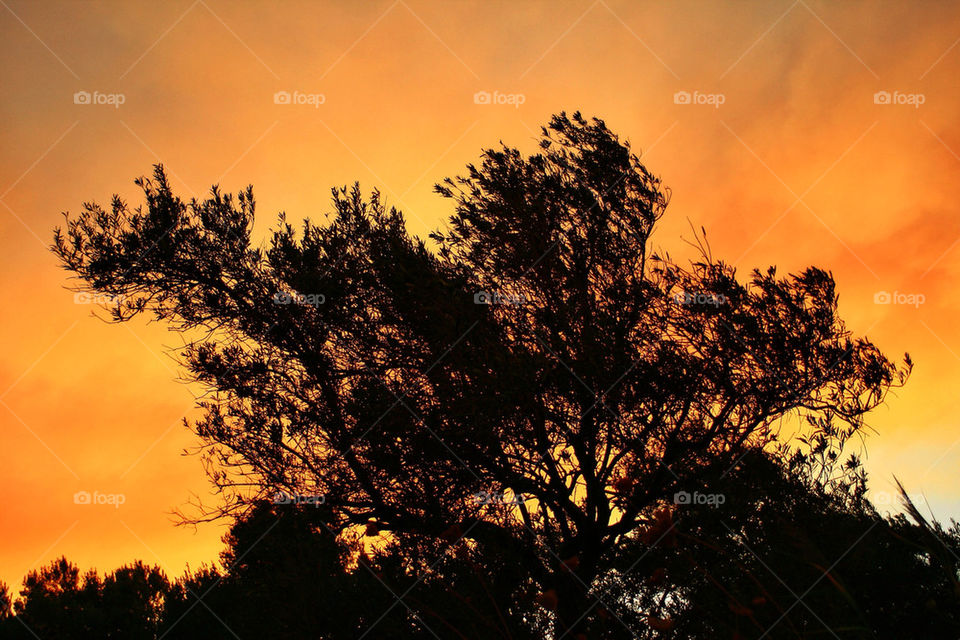 sky yellow tree sunset by kuzeytac