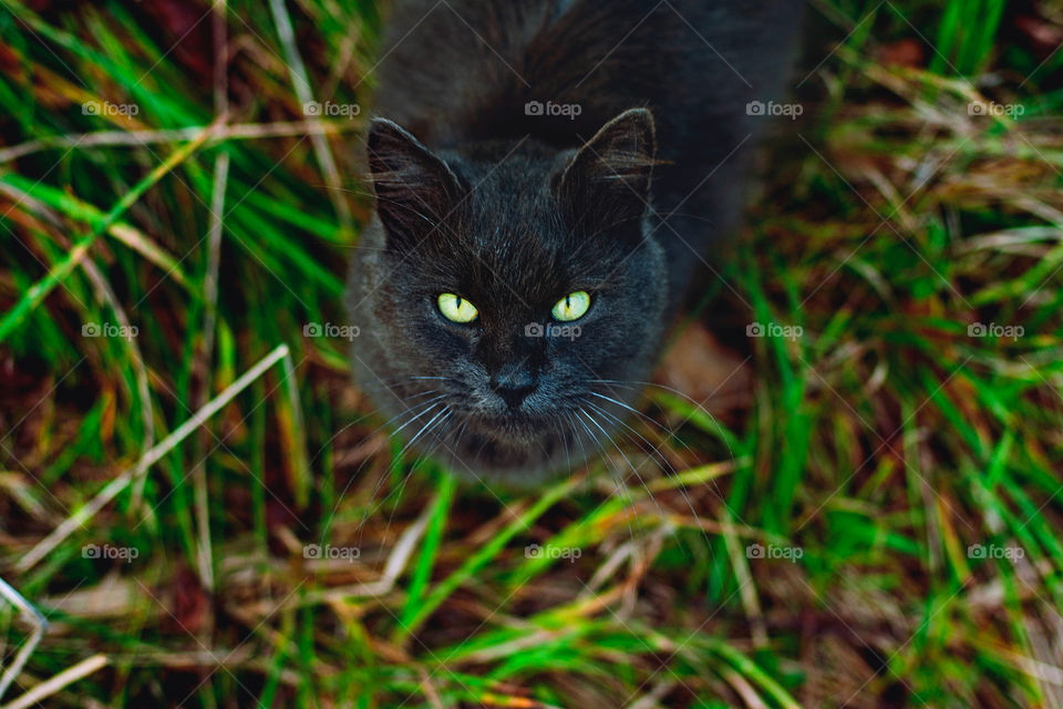 Black cat with green eyes looking for a camera.