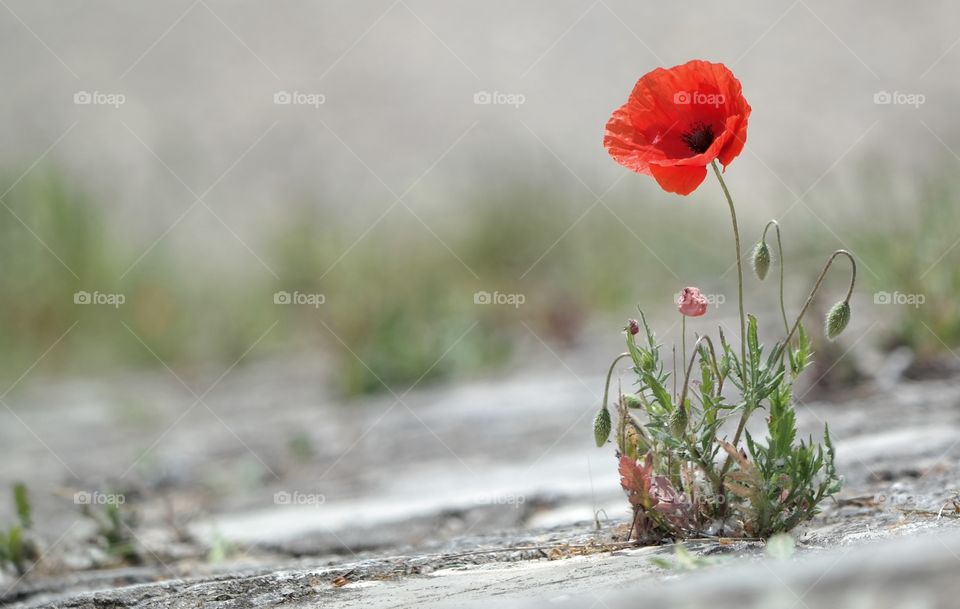Wild Red Poppy