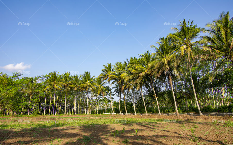 coconut garden