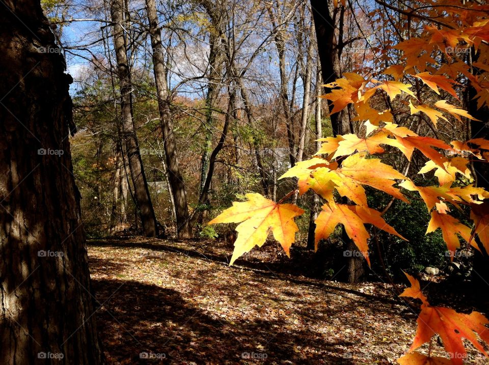 Autumn Gold