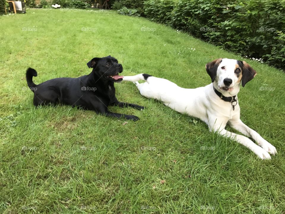 Dogs in the Garden