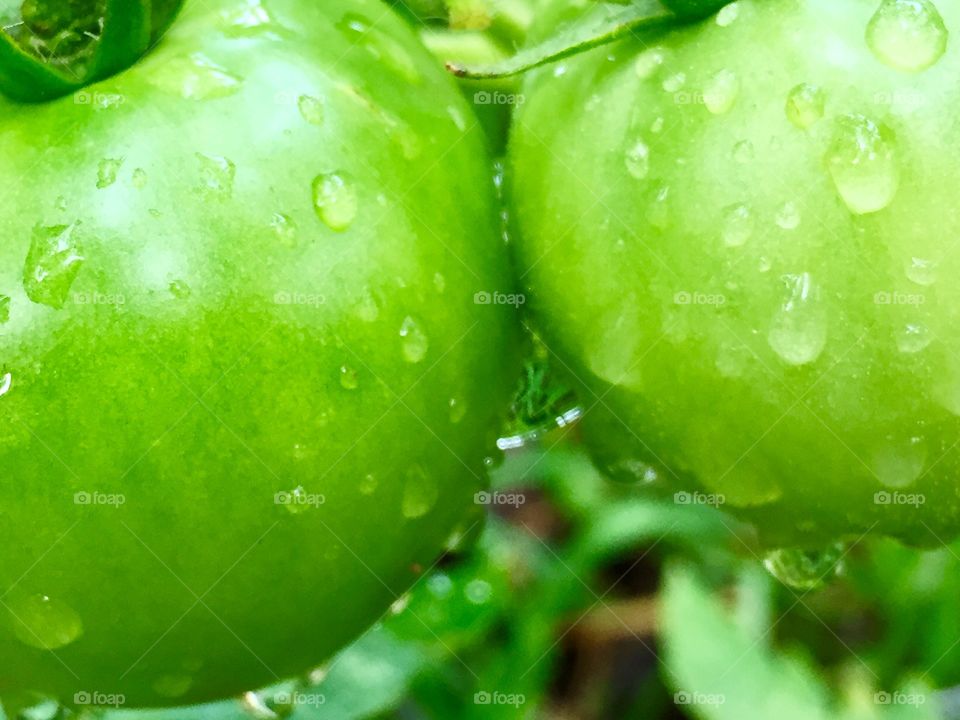 Macro green tomatoes