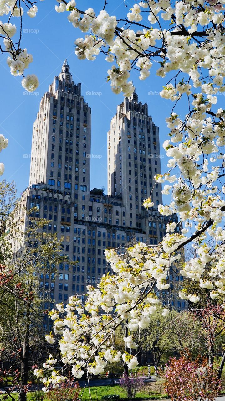 A view of the skyline through the cherry blossoms in the park. 