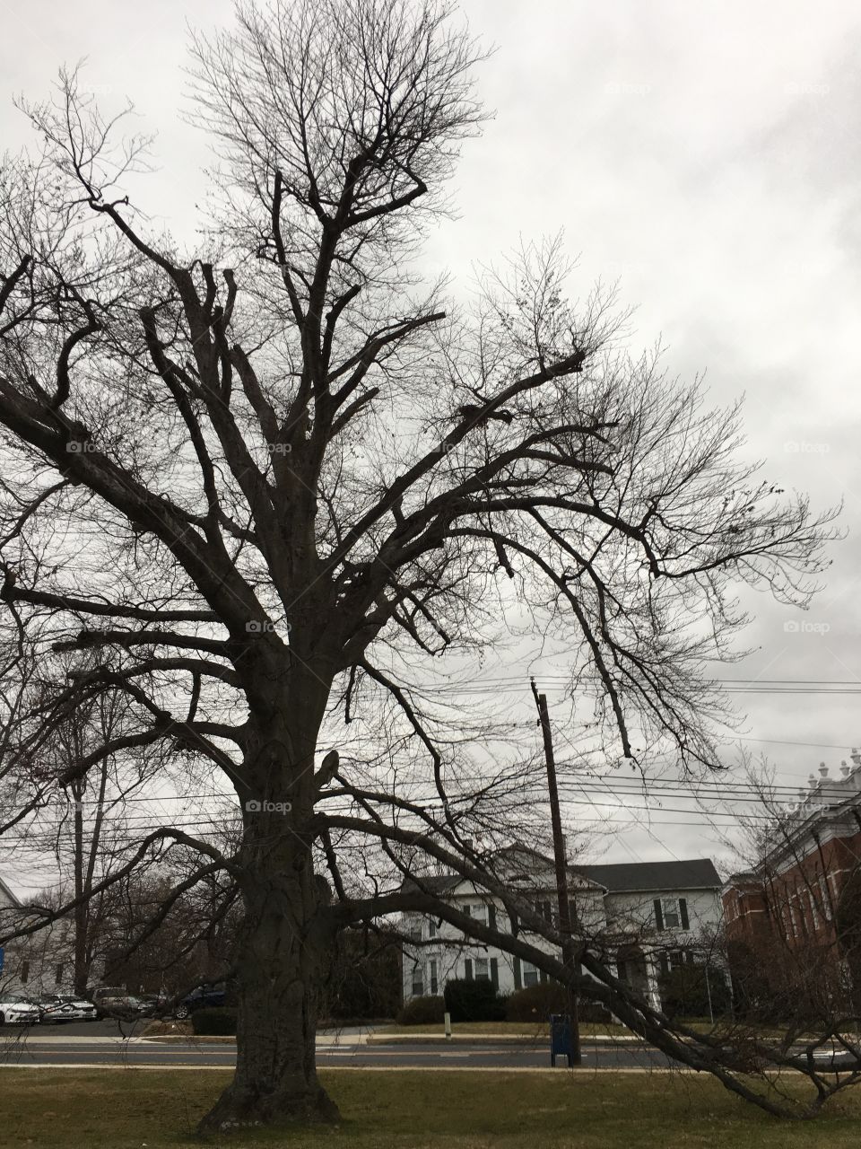 Old tree at town hall