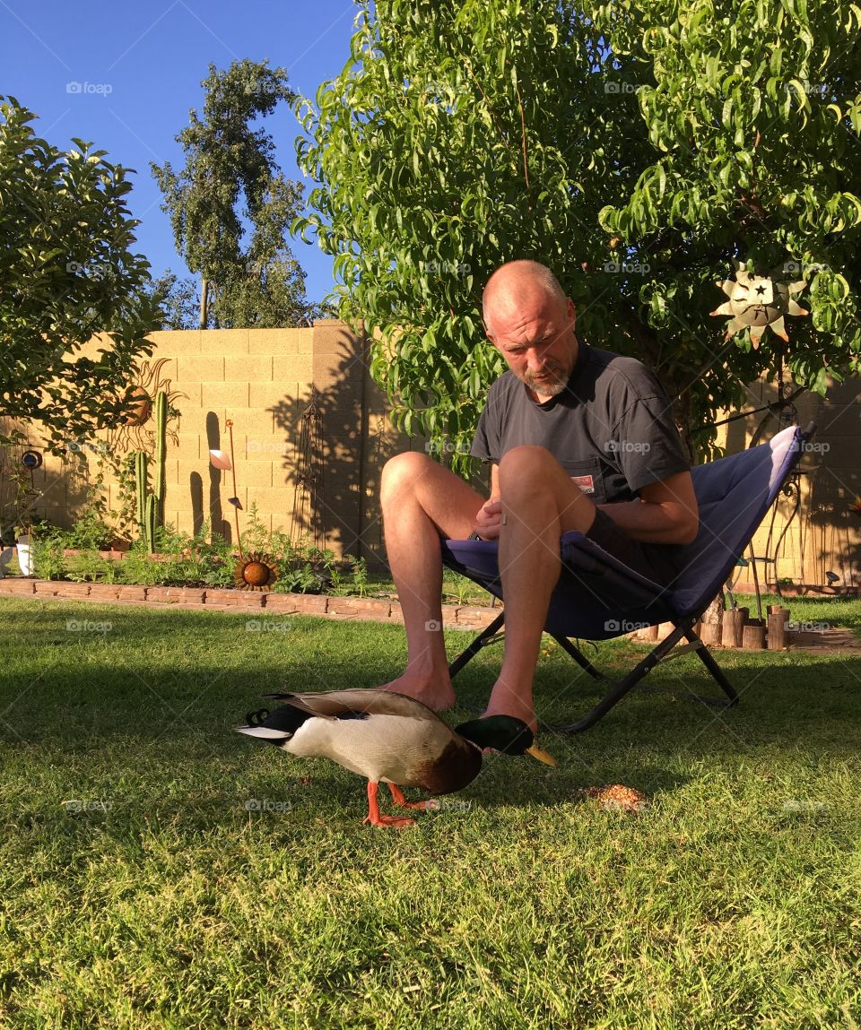 Mature man looking mallard duck