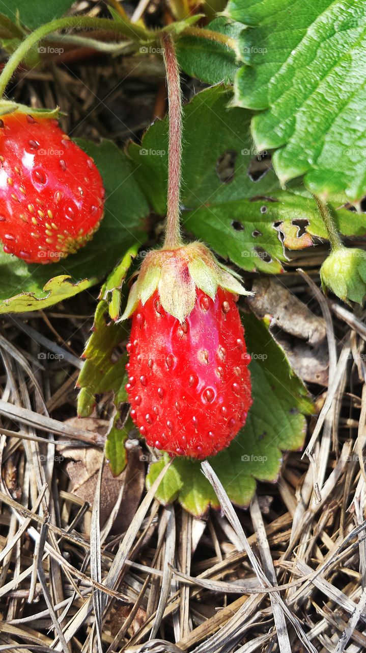 Strawberry. In my garden