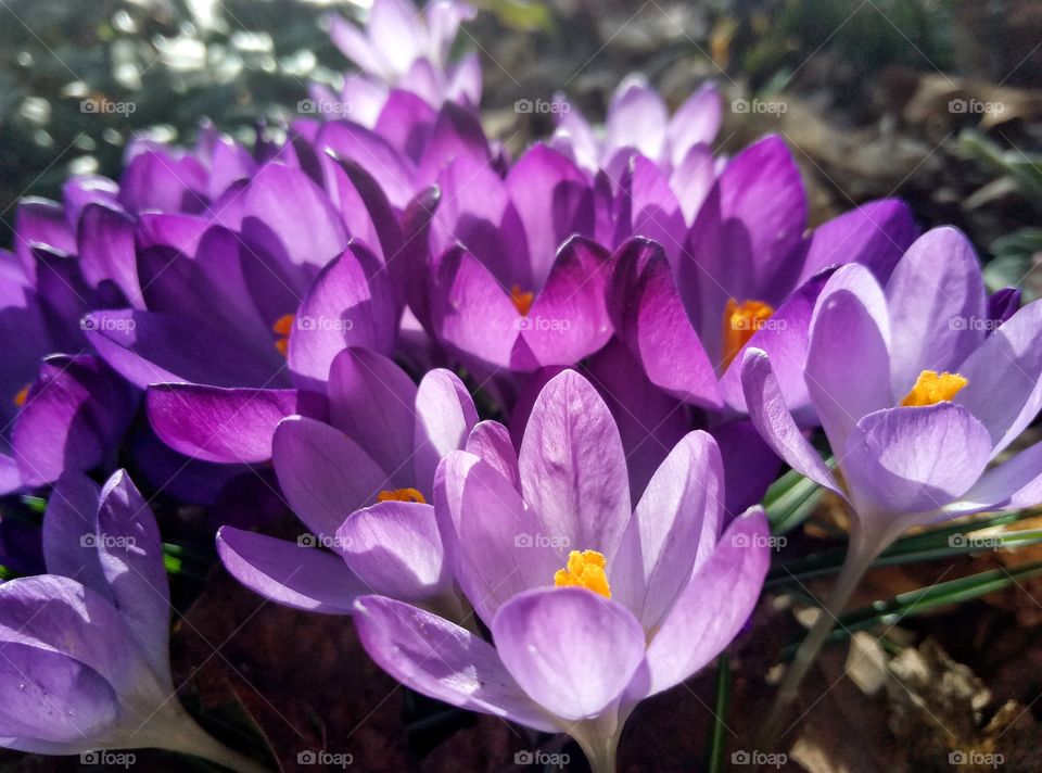 Nature, Flower, Flora, Crocus, Garden