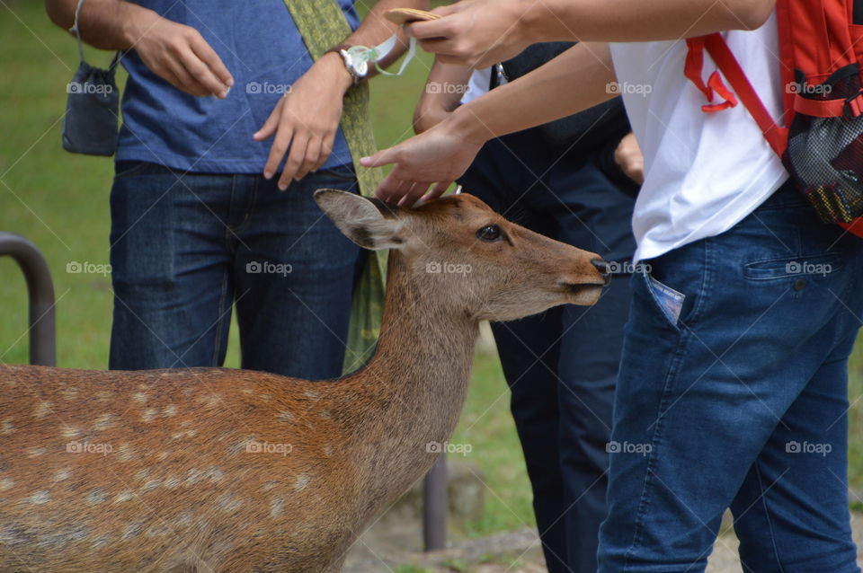 Petting A Wild Deer