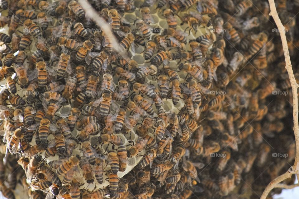 Bee hive