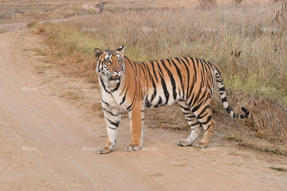 Bengol tiger in its natural habitat in Madhya Pradesh, India.