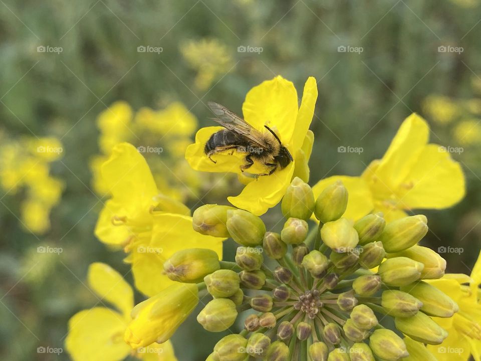 A a bee on a flowe