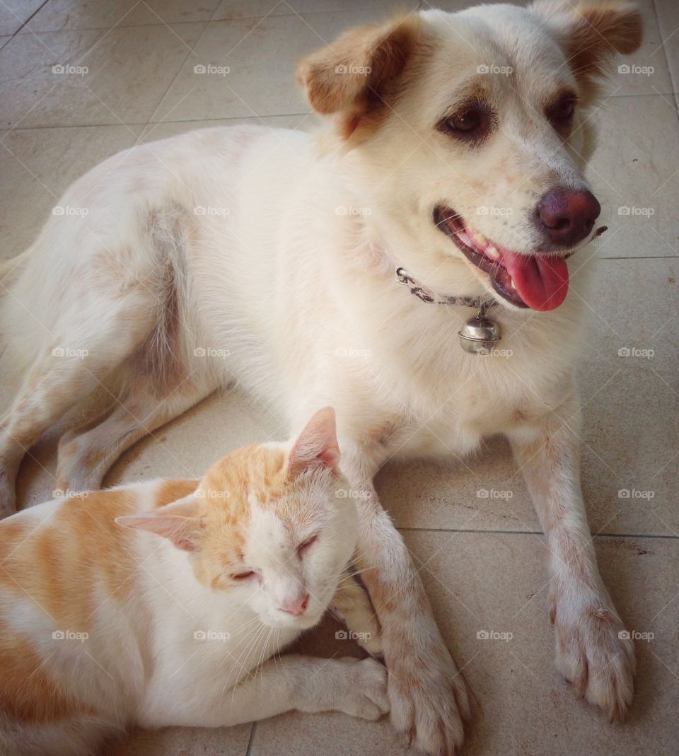 Friendship of Dog and Cat 