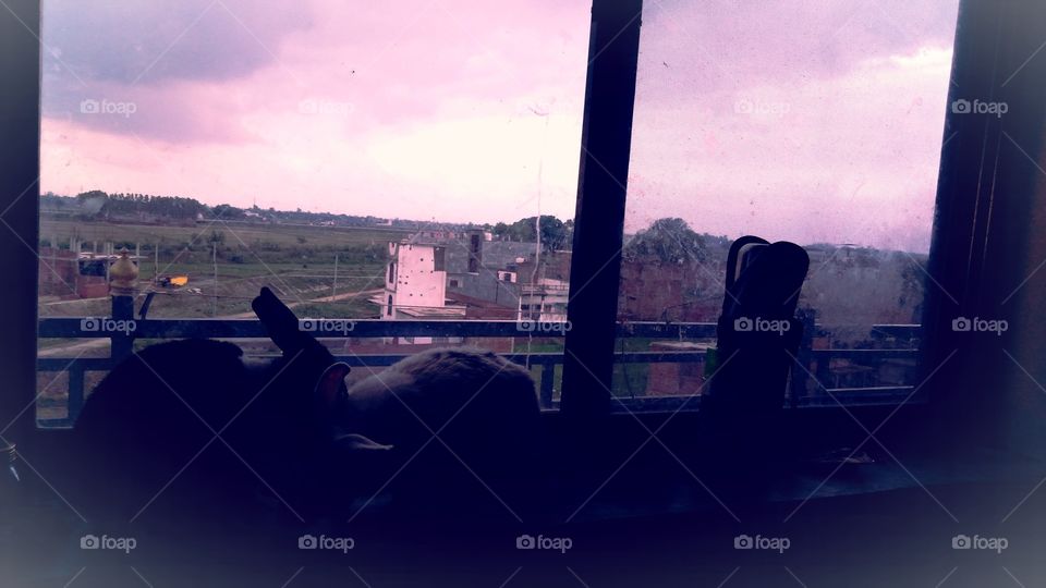 Rabbit Chakia Chandauli India