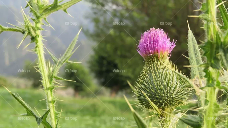 flower