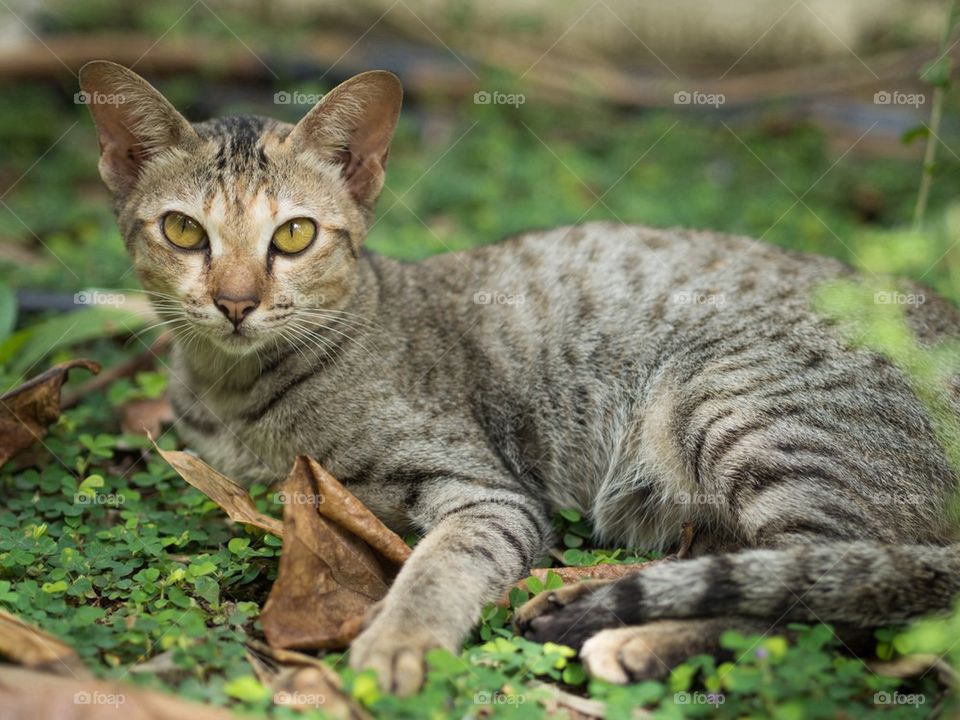 Cat in the Garden