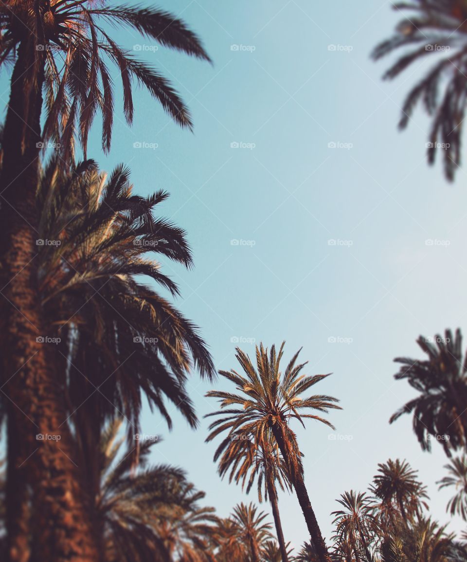 palms paradise