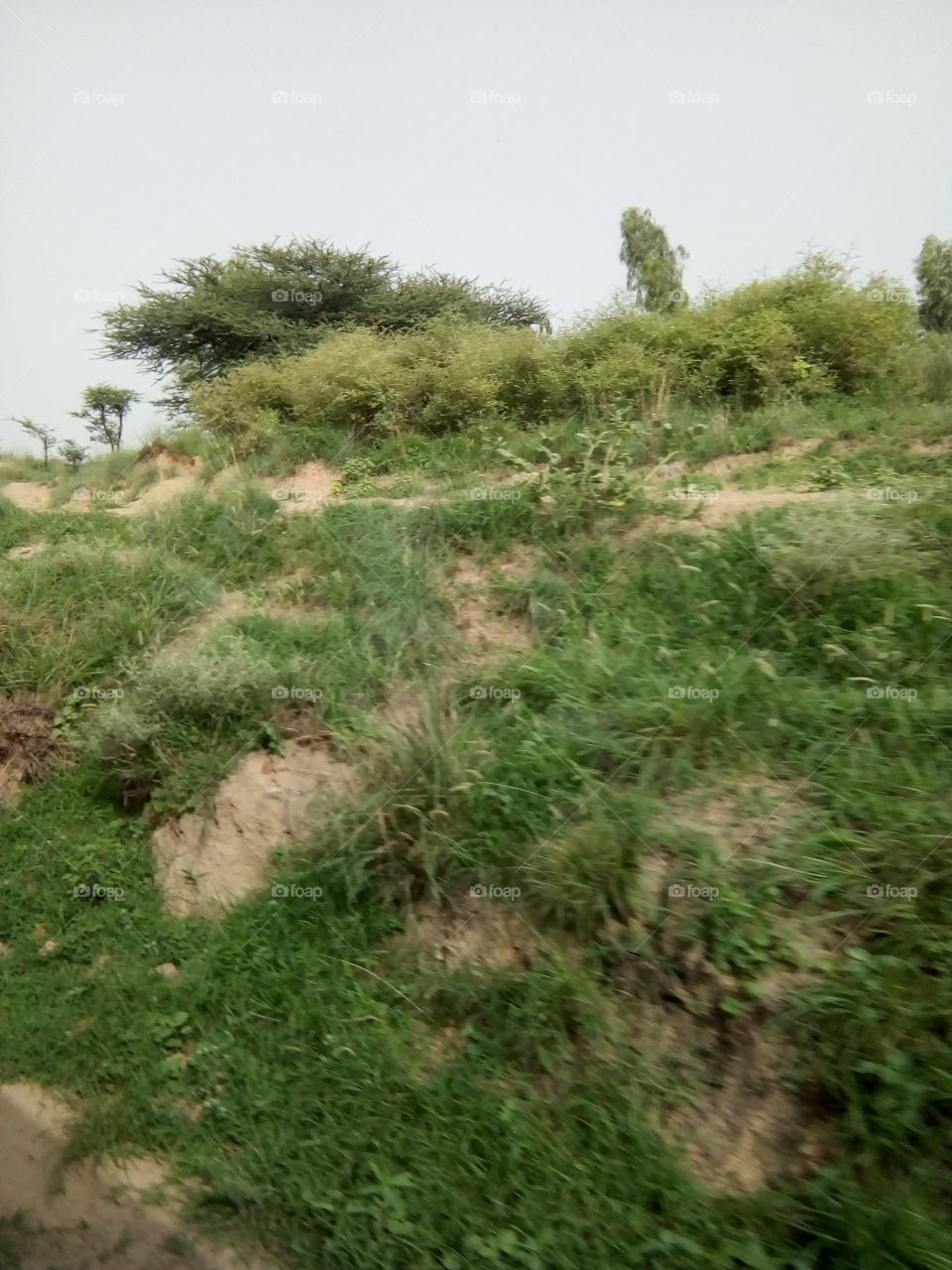 natural beautiful seen of a village in India