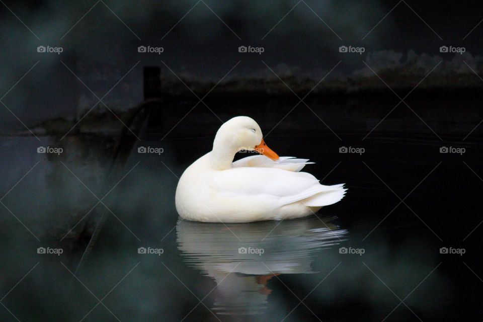 White duck swimming in the pond while looking backwards it looks like it smiles.