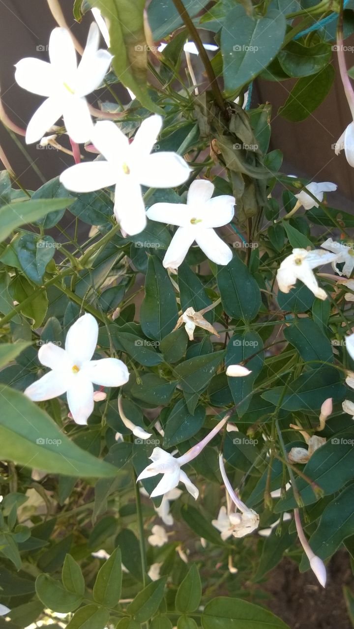 fragrance white Jasmin in the garden.