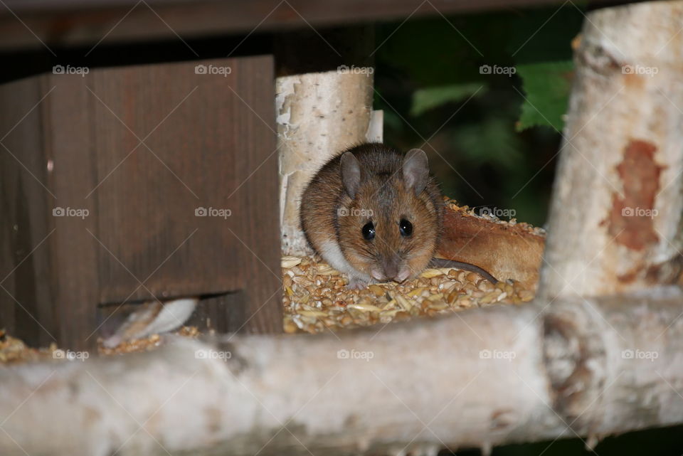 cute mouse at breakfast in the birdhouse early in the morning 