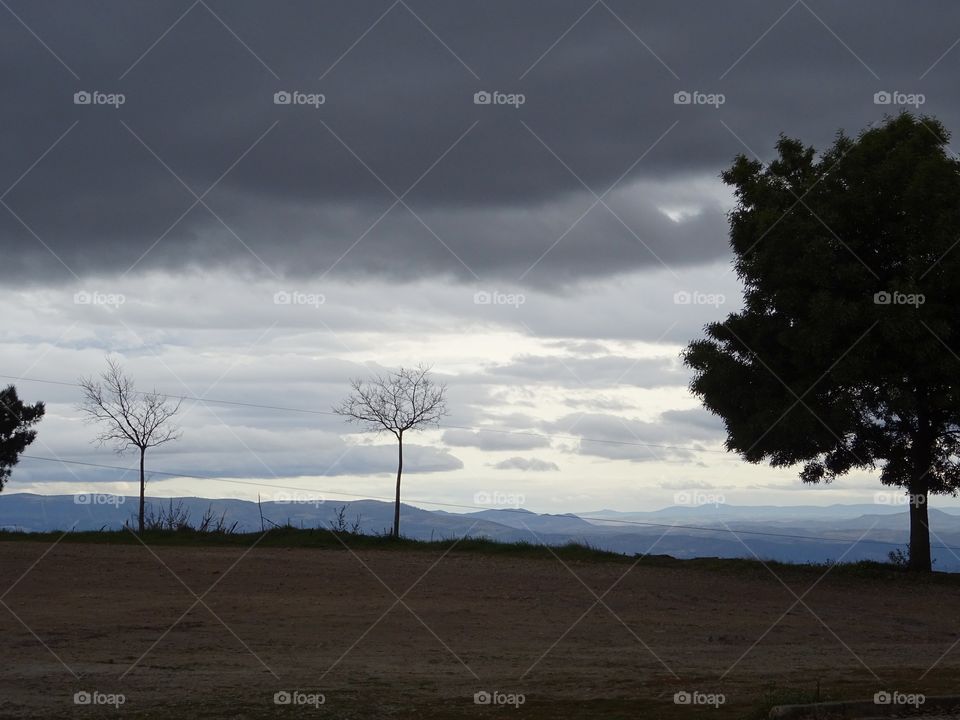 Cloudy landscape with naked trees