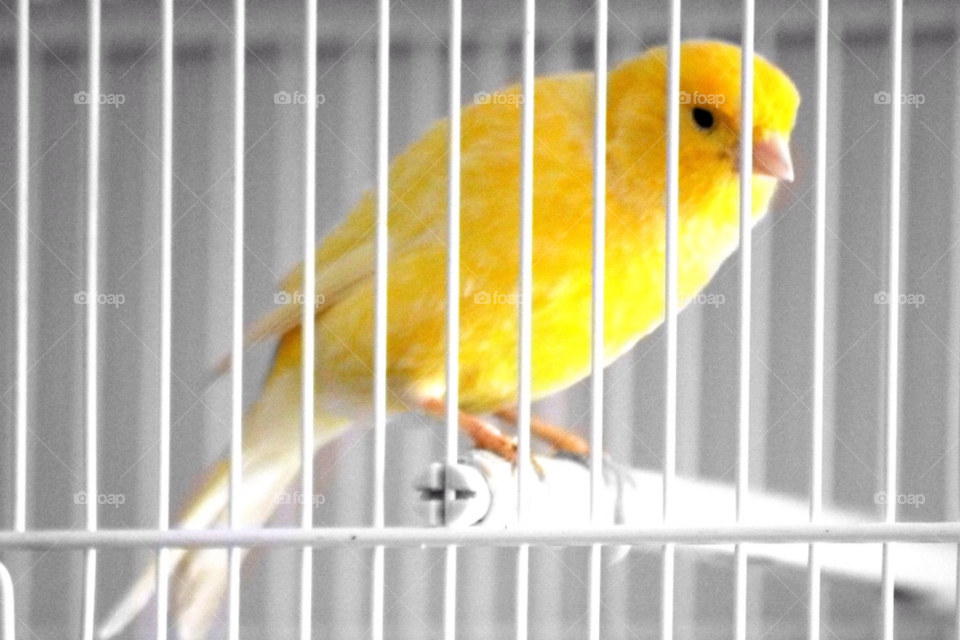Bird, Cage, No Person, Little, One