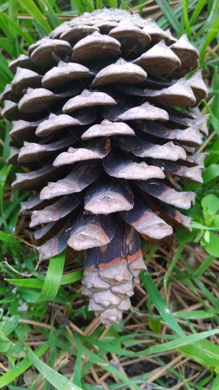 cone