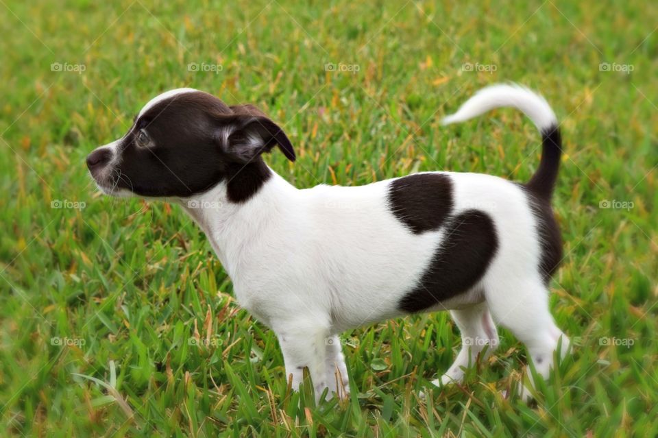 Puppy standing in grass