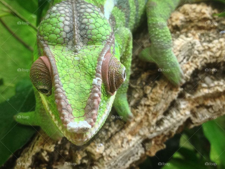 High angle view of gecko