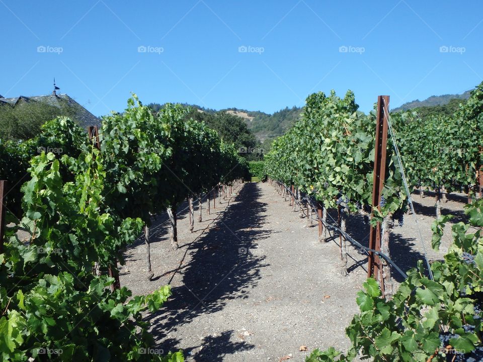 View of vineyard