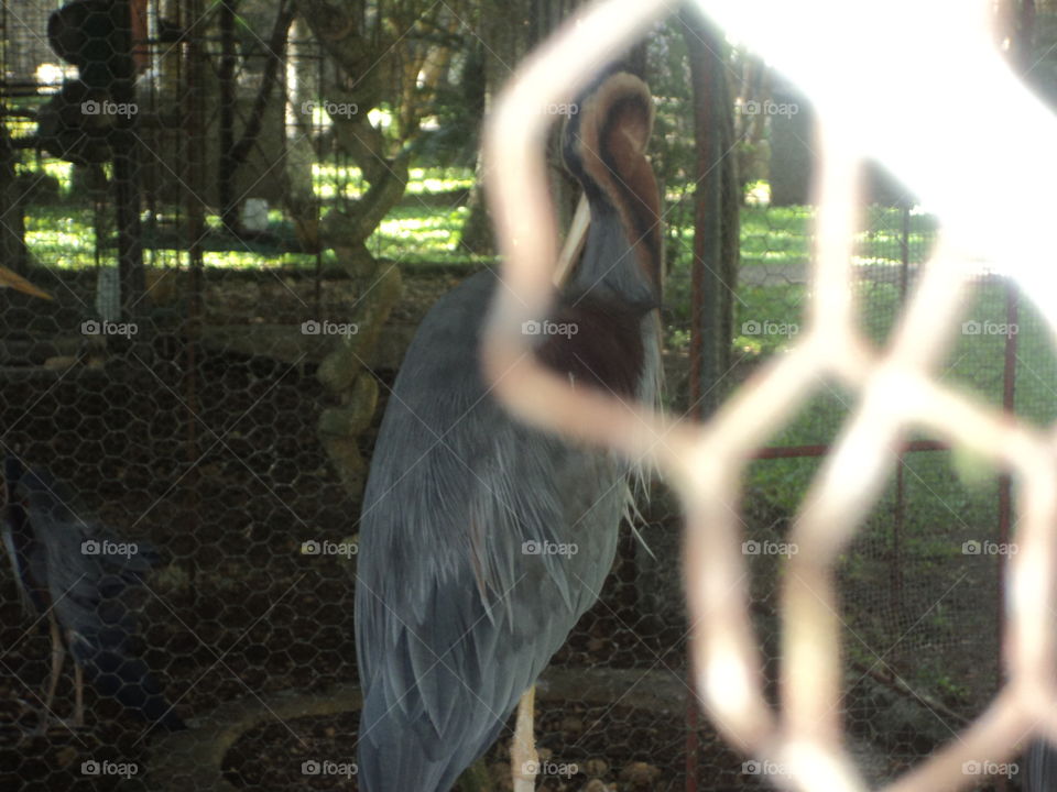 Discover  different  of birds