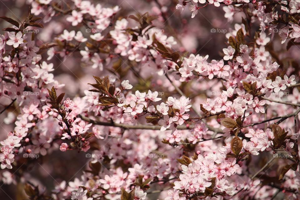 Pink spring flowers