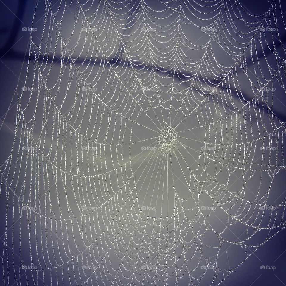 Morning see adorning the spider's web like beautiful pearls.