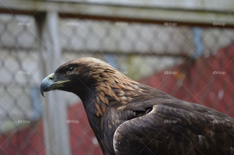 Golden eagle 