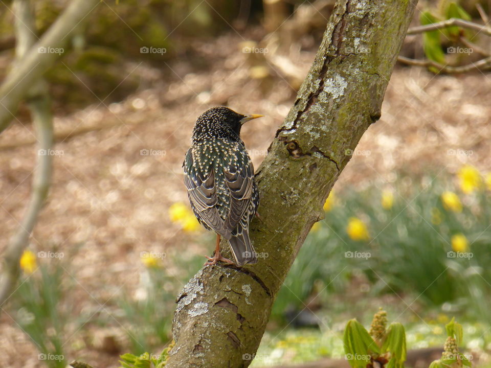 Starling