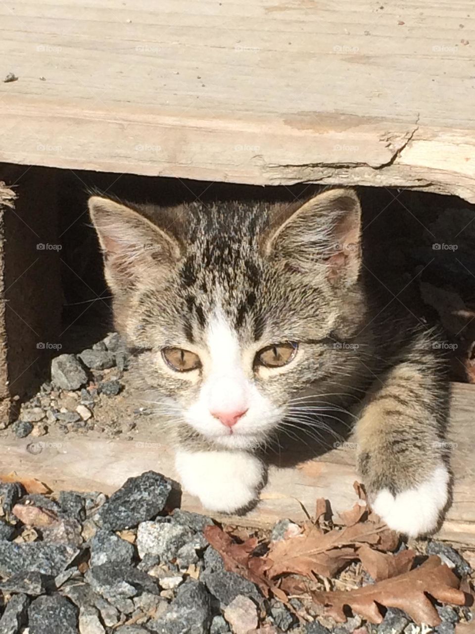 Kitten hiding from the sun ☀️